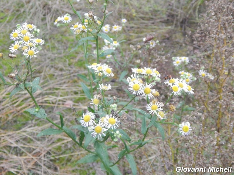 Erigeron annus